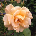 rinniereads123 avatar