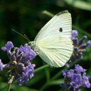 riot-eousness avatar