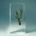 riot-grrrl-jpg avatar