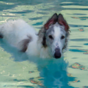 riotheborzoi avatar