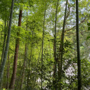 ripvanwinkle09 avatar