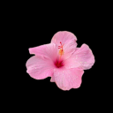 ririsworlds-blog avatar