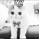 risingphoenix avatar