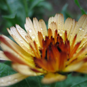 risleya-atropurpurea avatar