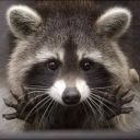 rita-the-raccoon avatar