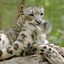 riverbankstalk avatar