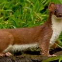 riverstoat avatar