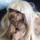 rivingtonnnrebel avatar