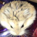 rjhamster avatar