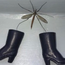 roachraveratgrave avatar