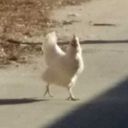 road-chicken avatar