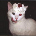 roadhousebluess avatar