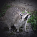 roadkill-raccoon avatar