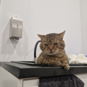 roadkillthecat avatar