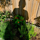 roadtrippinlilly avatar