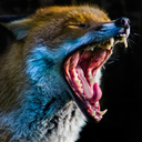 roaringfox avatar