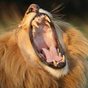 roarterror-blog avatar