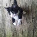 roastietoastie avatar