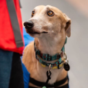 robert-the-greyhound avatar