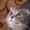 robin-cat-cat avatar