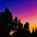 robin-robin-robin avatar