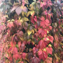 robinallender avatar