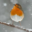 robinfair-blog avatar