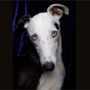 robinschwartz avatar