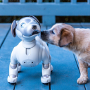 robopet-archive avatar