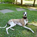 robynthewhippet-blog avatar