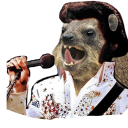 rock-hyrax-elvis avatar