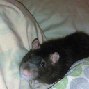 rockabyebabi-blog avatar