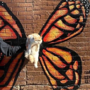 rockbottomwithaladder avatar