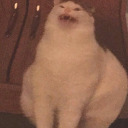 rocket-the-raccoon avatar