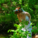 rocketfuelcowboy avatar