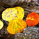 rockymountaindreaming avatar