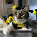 rockymountianchick avatar