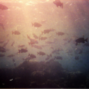 rockyscarlett avatar