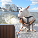 rockythebullterrier avatar