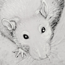 rodentobsession avatar