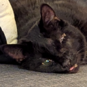 roderickrosenhosen avatar