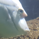 rodherismagic avatar