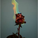 rofromtheashes avatar