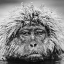 rogerthestone avatar