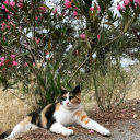 rolativistkisilik avatar