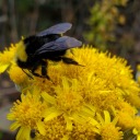 rollforflannel avatar