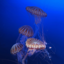 roman-is-queer avatar