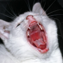 romancedeluxe avatar