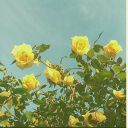 romanoffswifeyy avatar