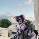 romantical-cats-game avatar